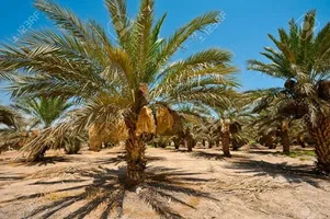 زراعة نخيل الرياض