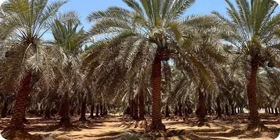 زراعة نخيل في الرياض