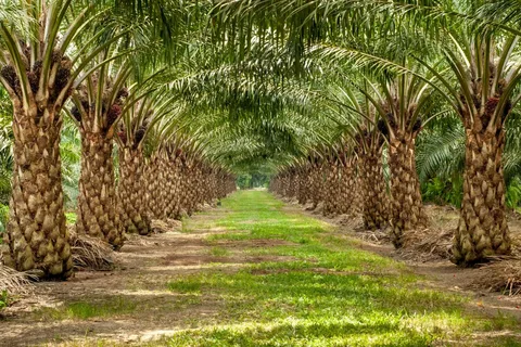 زراعه نخيل الرياض