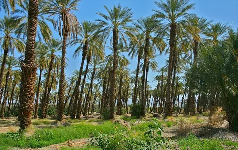 زراعه نخيل الرياض