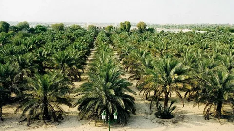 زراعه نخيل في الرياض