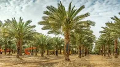 زراعه نخيل في الرياض