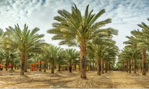 زراعه نخيل في الرياض